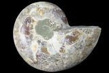 Thick Ammonite (Anapuzosia) Fossil Half #88032-1
